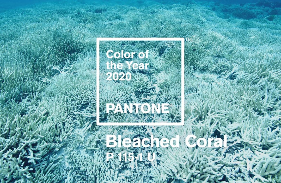 featured_bleachedcoral_c764524587aa464c671576b8540b19f1