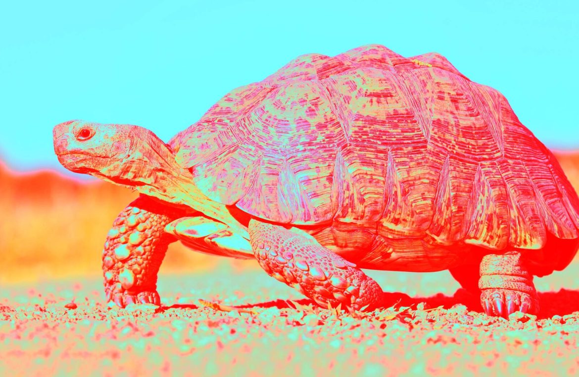 featured_slow_c764524587aa464c671576b8540b19f1